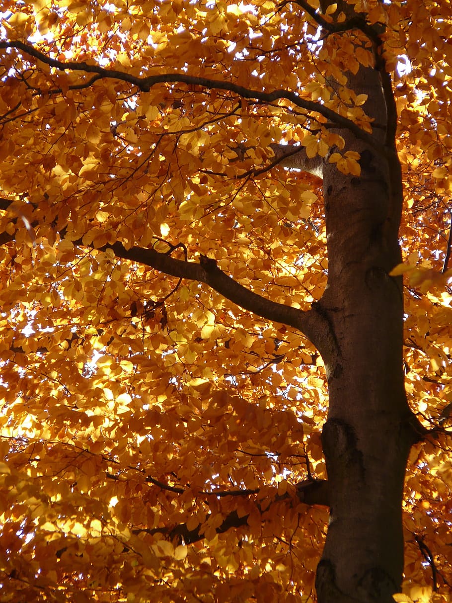Beech, Fagus Sylvatica, deciduous tree, golden autumn, golden october HD wallpaper
