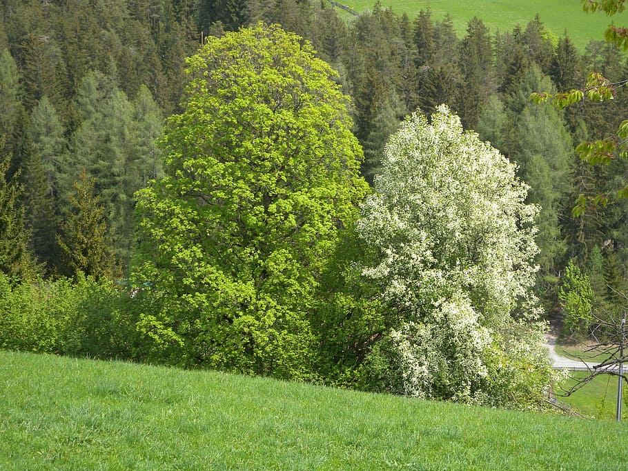 tree, trees, nature, coloring, farbenspiel, emerge, forest HD wallpaper