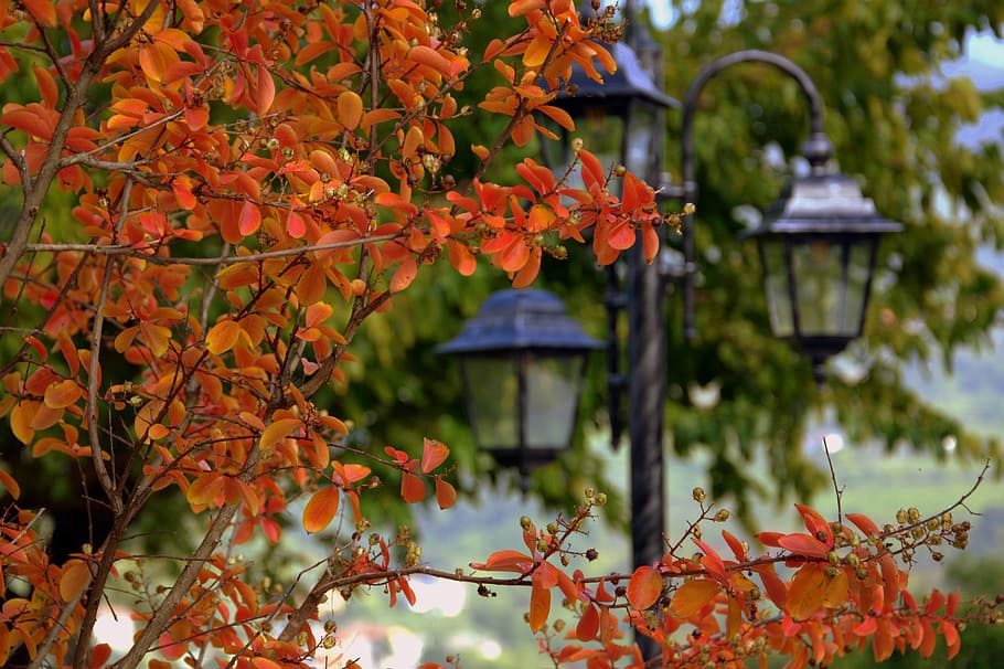 Autumn, Leaves, Lamppost, Tree, park, red, foliage, nature HD wallpaper