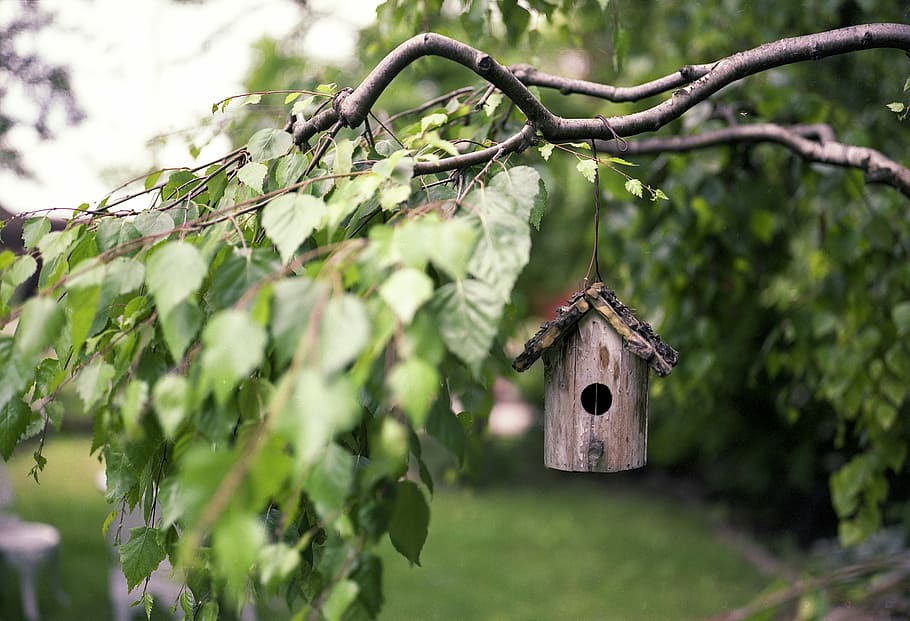 brown wooden bird house hanging on brown tree branch, bird feeder