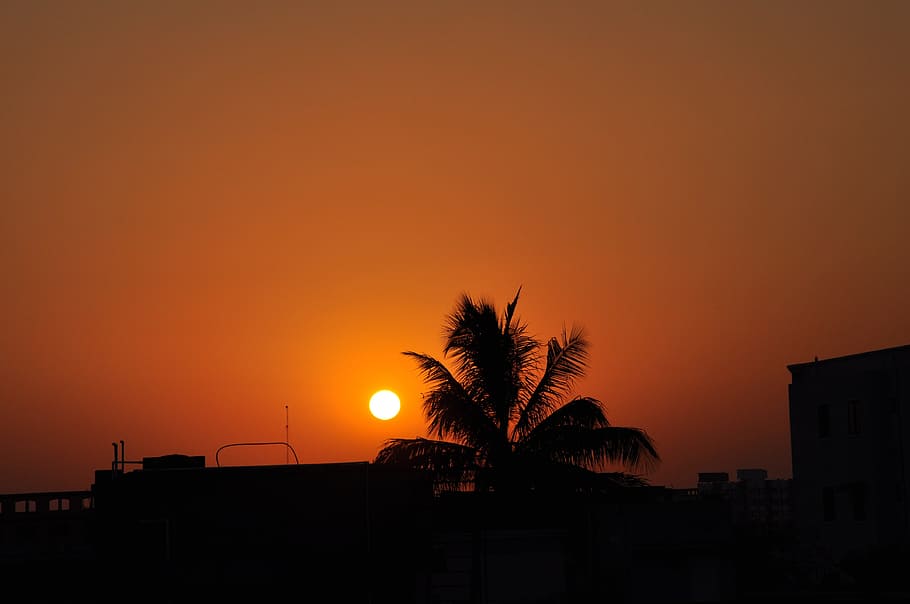silhouette photo of palm tree suring golden hour, sun, sunset HD wallpaper