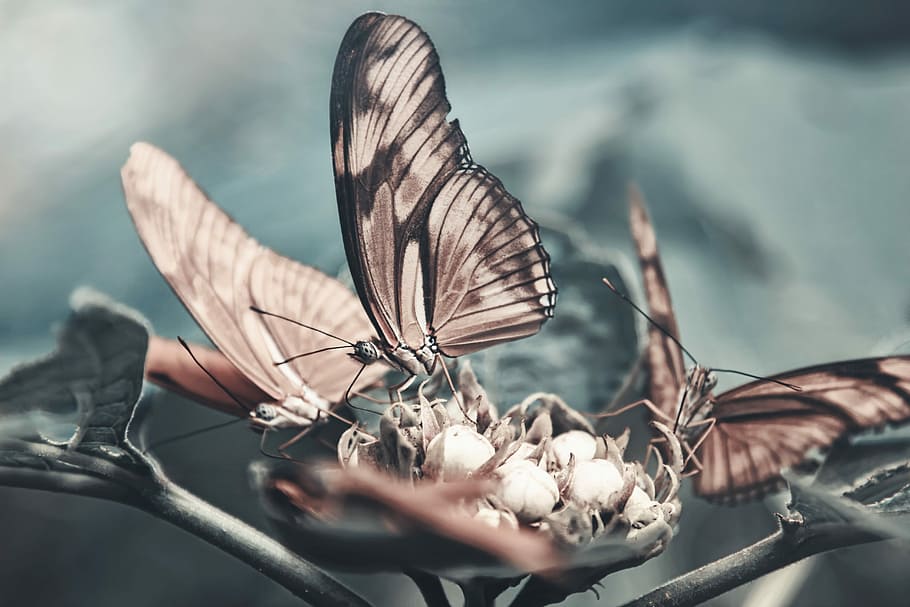 two brown-and-black butterflies on top of flower bud, closeup photography of three brown butterflies perched on green leaf HD wallpaper