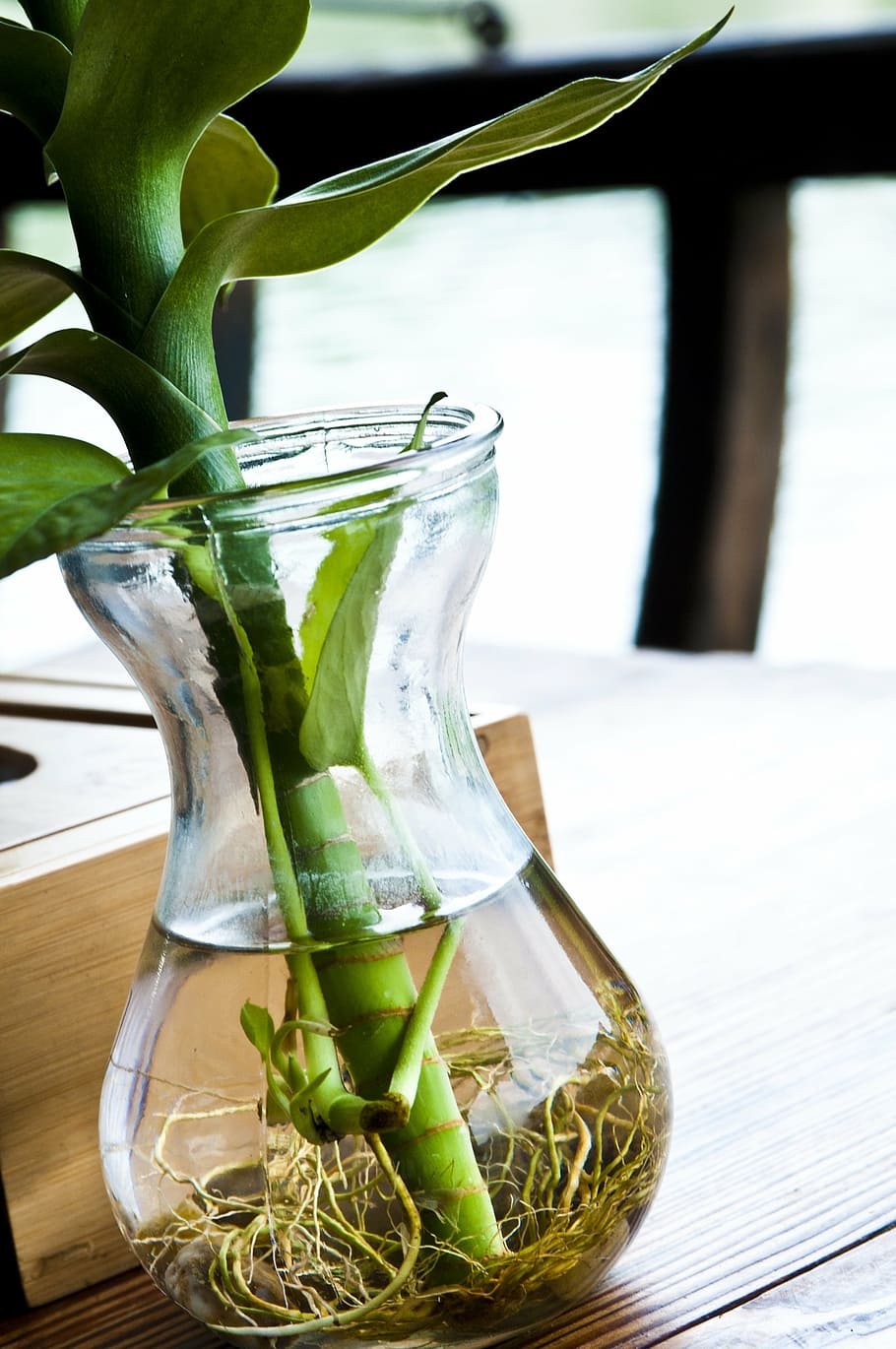 plant, green, green leaf, root, water bottle, bottles, shimizu HD wallpaper