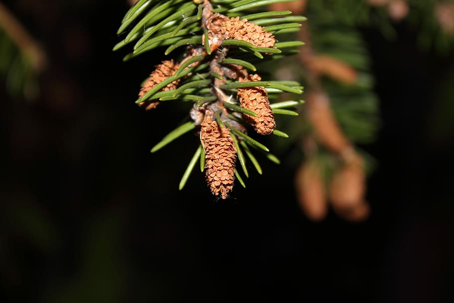 macro, spruce, needles, pine, sprig, pine cone, branch, plant HD wallpaper