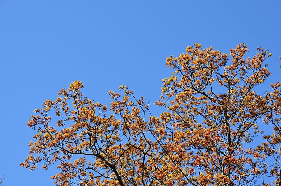 Sky, Tree, Nature, Blossom, blue, red, bud, branch, branches HD wallpaper