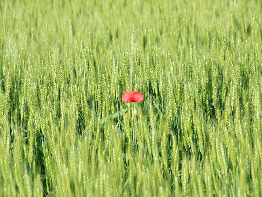 Spring, Field, Flower, green, red, tender, young, grass, growth HD wallpaper