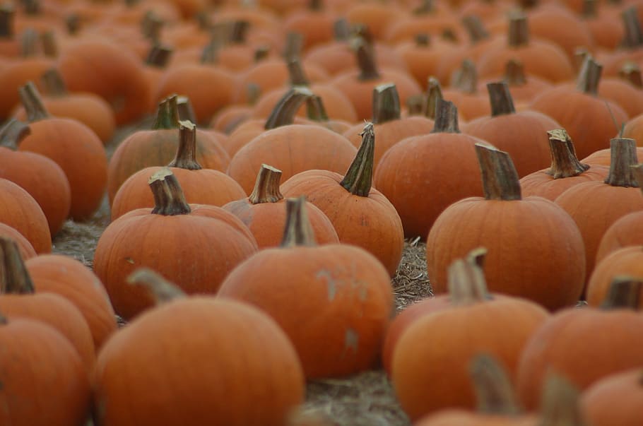 field, pumpkin, halloween, october, autumn, orange Color, gourd, HD wallpaper
