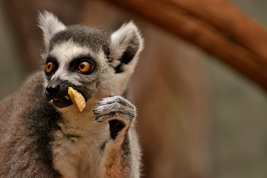 gray and white meerkat, monkey, lemur, cute, eat, zoo, äffchen, HD wallpaper