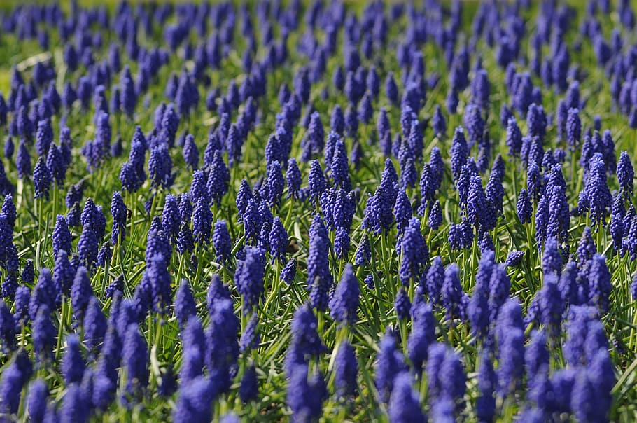 selective focus photo of purple grape hyacinths, muscari, field, HD wallpaper