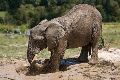 gray baby elephant, africa, mud bath, mud pack, frolic, playing HD wallpaper