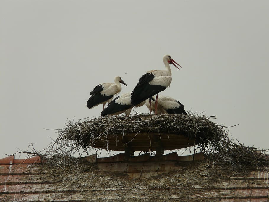 stork, storchennest, bird, hatching, breed, salem, home, house roof, HD wallpaper