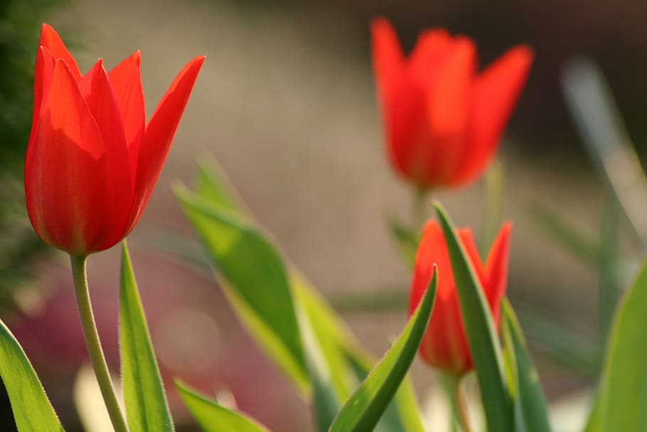 red, tulips, spring, nature, flowers, plant, flower garden HD wallpaper
