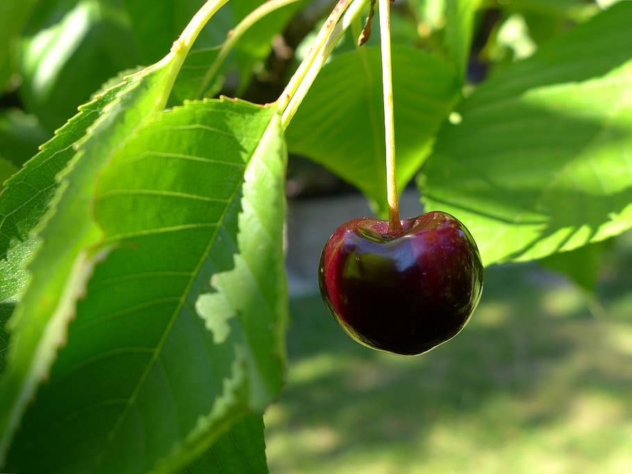 cherry, pome fruit, nature, garden, nuclear fruit, leaves, tree HD wallpaper