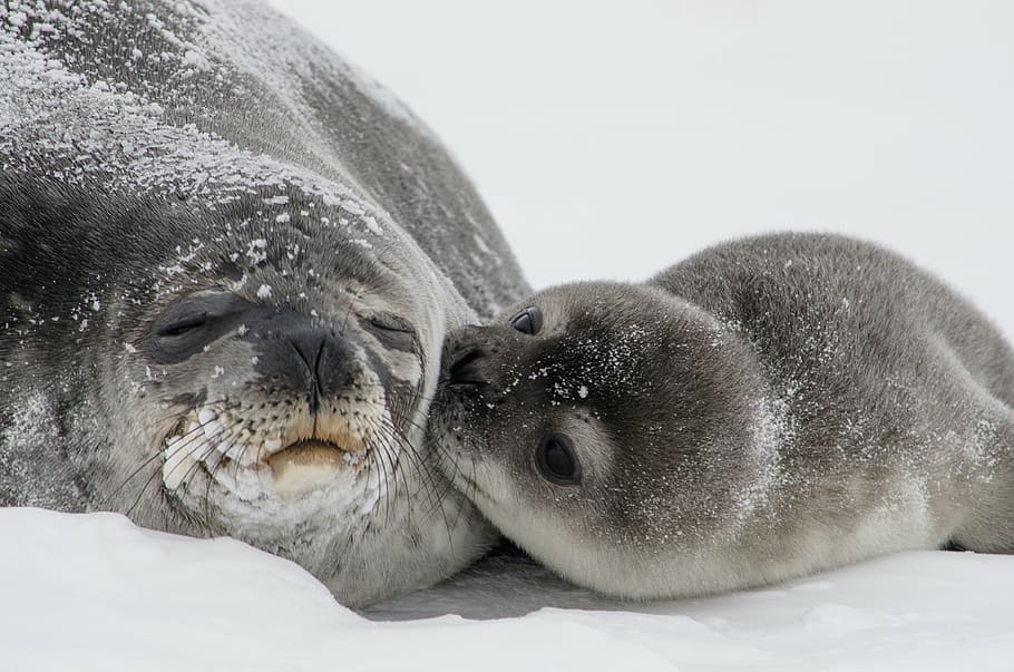 close-up photo of two sea lions on snow field, seals, baby, pup