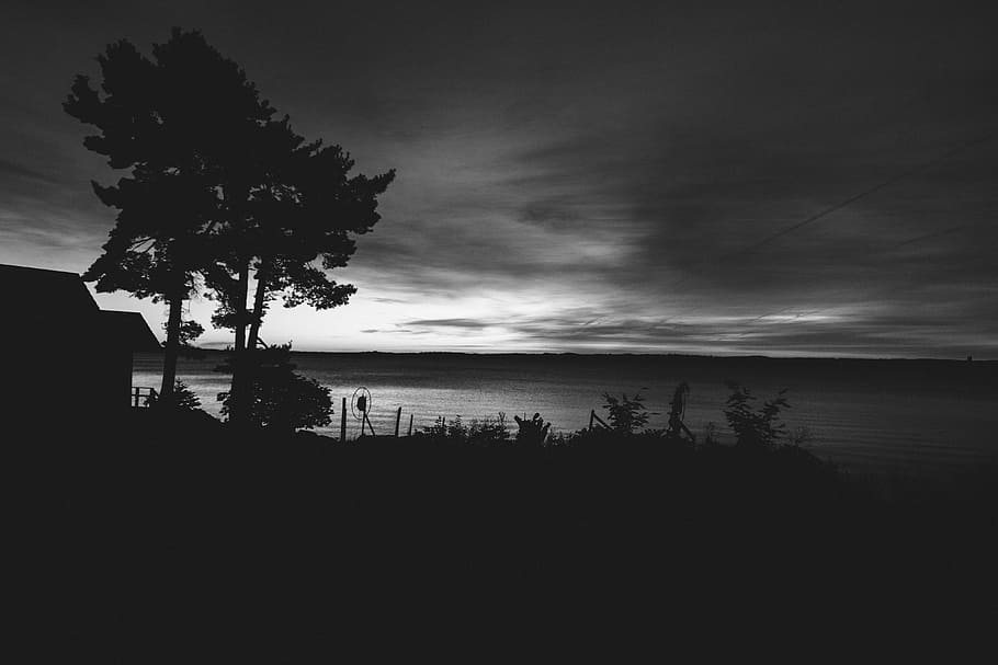 grayscale photo of ocean and trees, silhouette of tree near body of water HD wallpaper