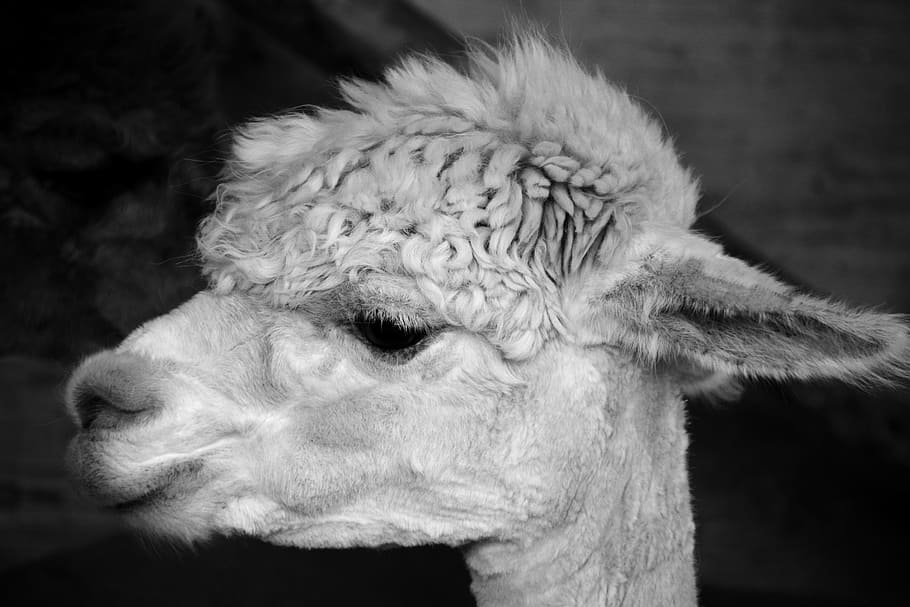 alpaca, head, animal, fluffy, furry, animal portrait, wildlife photography
