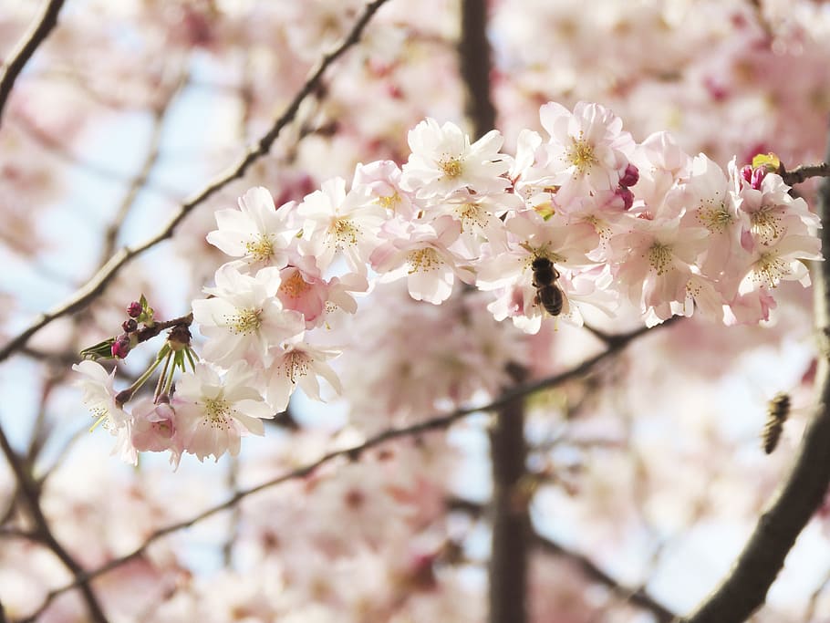 blossom, bloom, flower, fruegling, pink, nature, plant, flowering plant HD wallpaper