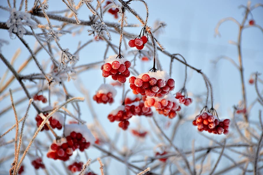 selective focus photography of red fruit, viburnum, red berry, HD wallpaper