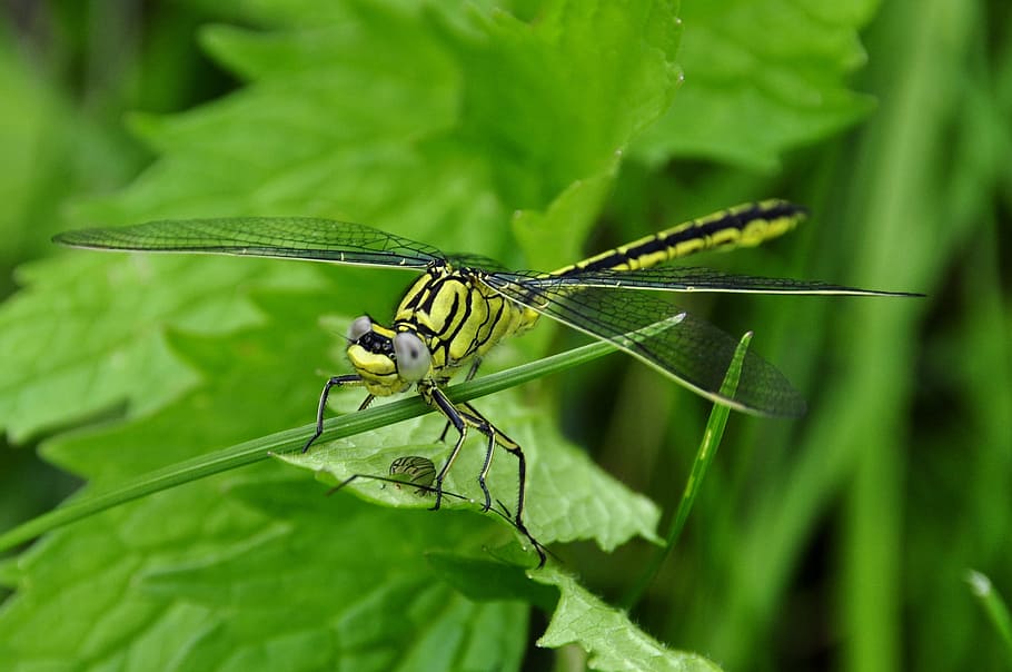 Dragonfly, Insect, Water, predatory insect, prey, nature, eat HD wallpaper