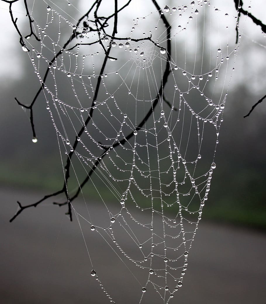 Web Spider, Dew, Winter, Tree, Wire, winter tree, nature, spider web HD wallpaper