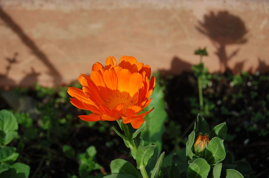 flower, nature, calendula, spring, flowering plant, fragility HD wallpaper