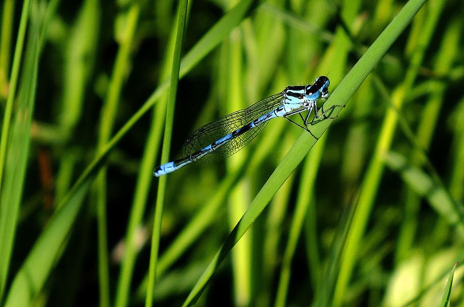Blue, Damselfly, Insect, Bug, Nature, blue damselfly, wildlife HD wallpaper