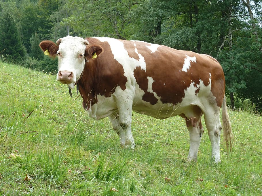 cow, meadow, grass, plant, livestock, animal themes, domestic animals HD wallpaper
