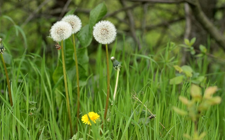 dandelion, down, plant, green, stars, fluffy, garden, flower HD wallpaper