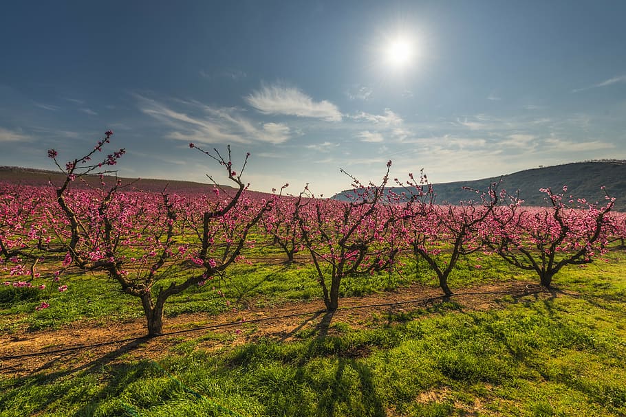 photography of purple flowers under blue sky, color fields HD wallpaper