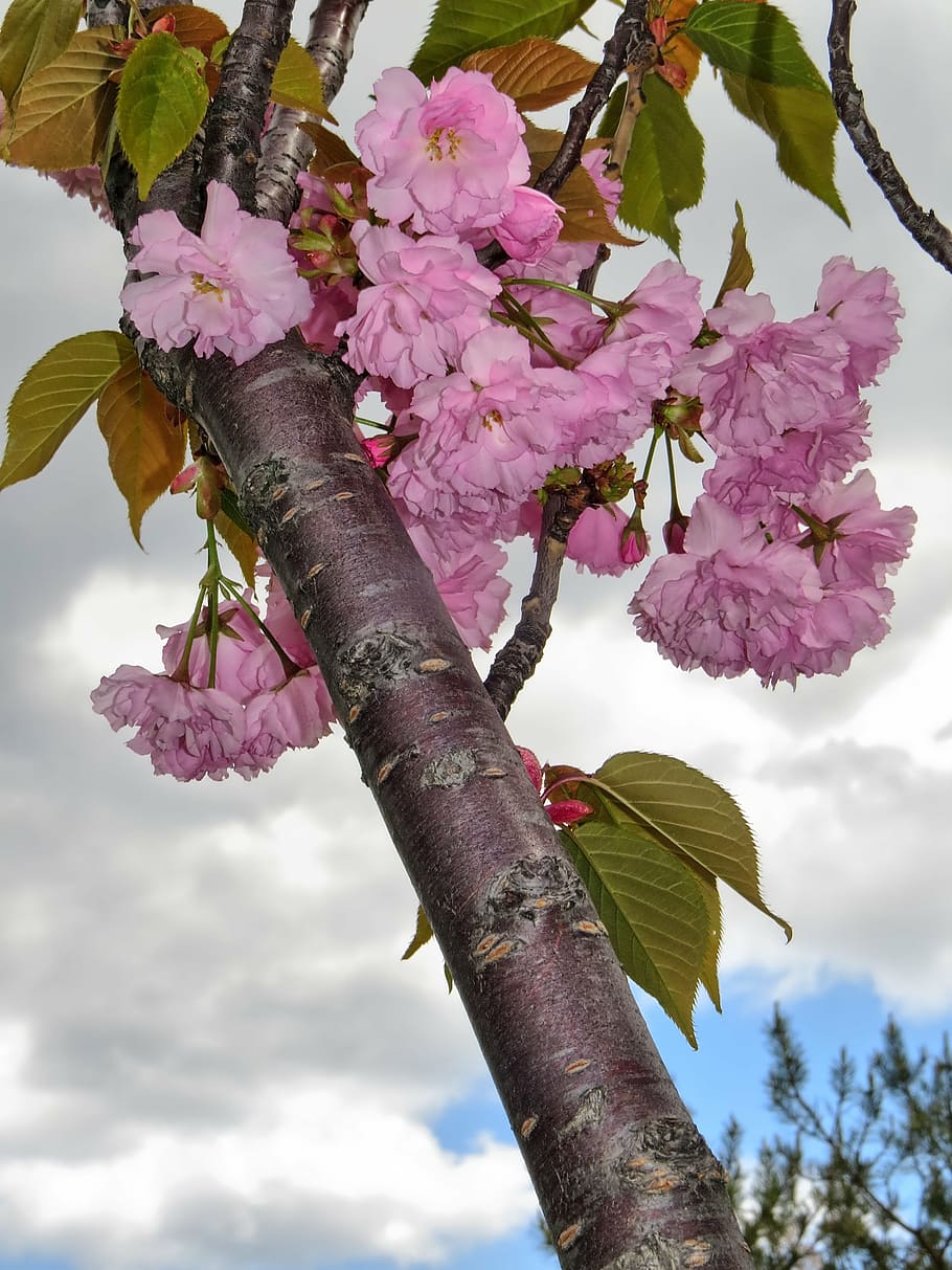 blossom, spring, nature, spring background, bloom, tree, blooming HD wallpaper