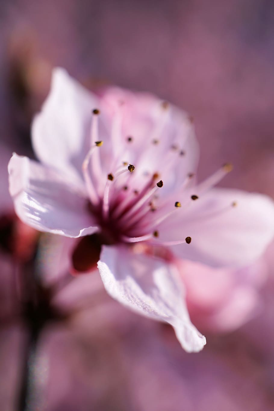 shallow focus photography of white flower, cherry, blossom HD wallpaper