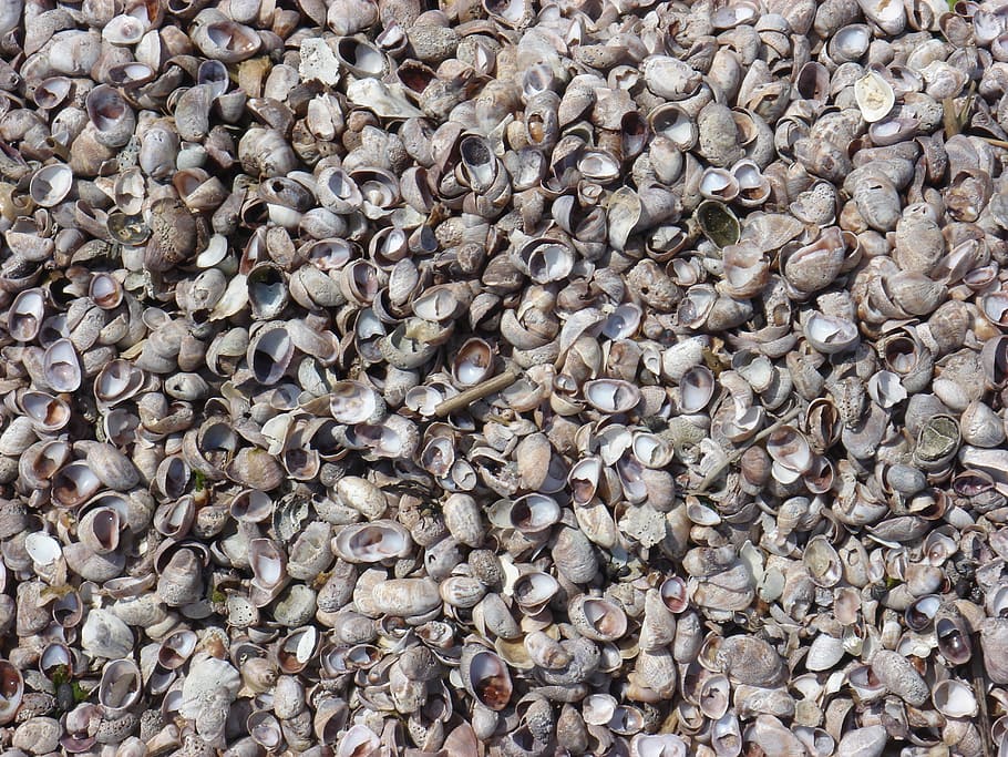 seashell, sand, outdoor, beach, shells, shells background, seaside HD wallpaper