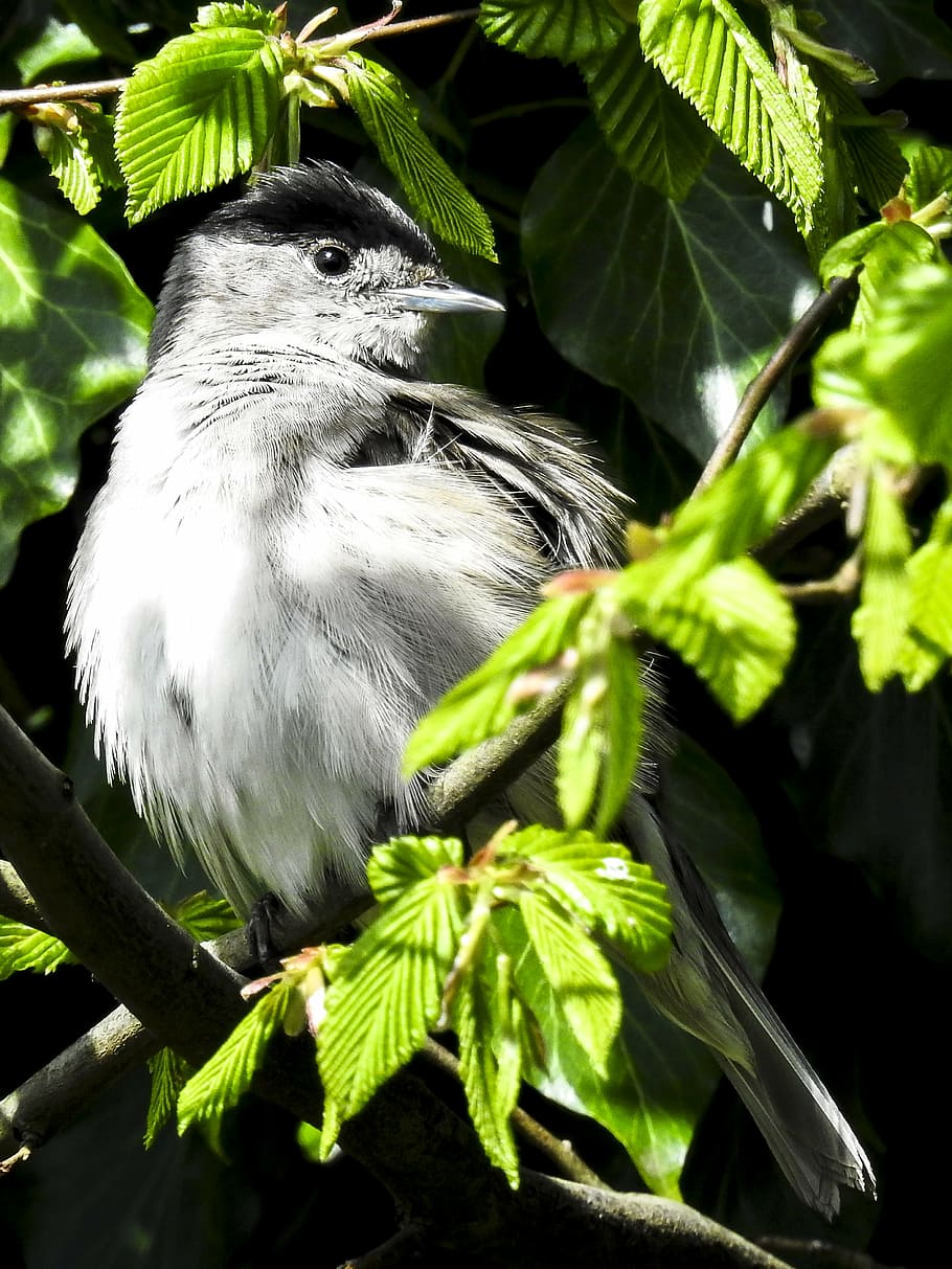 blackcap, bird, songbird, garden bird, nature, animal, branch, HD wallpaper