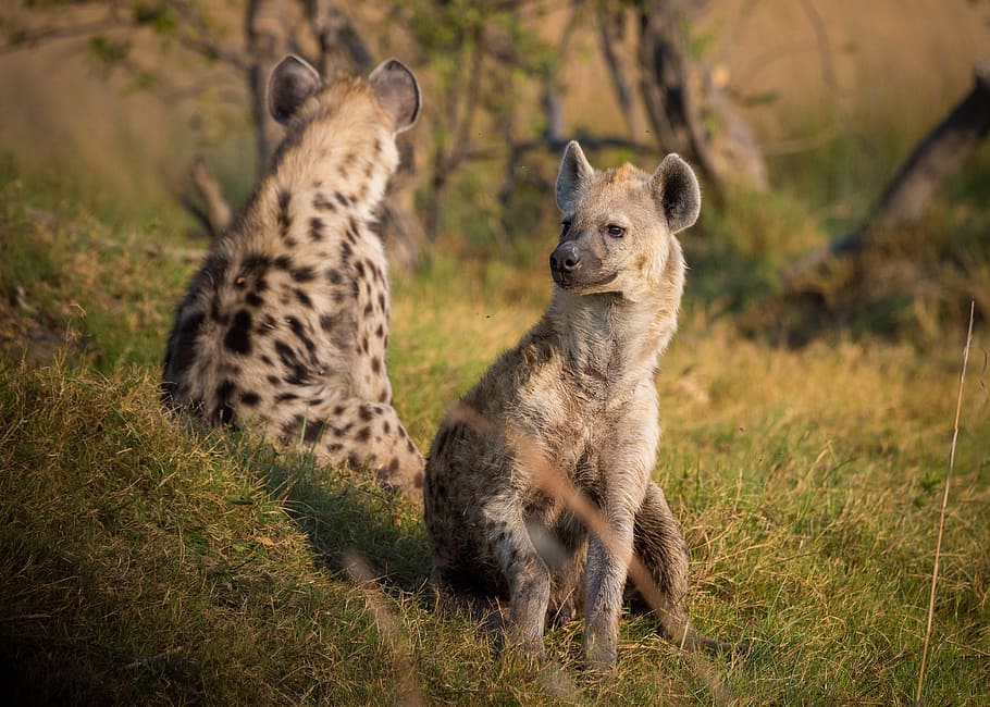 2 Hyenas on Grass Land during Daytime, animals, nature, wildlife, HD wallpaper