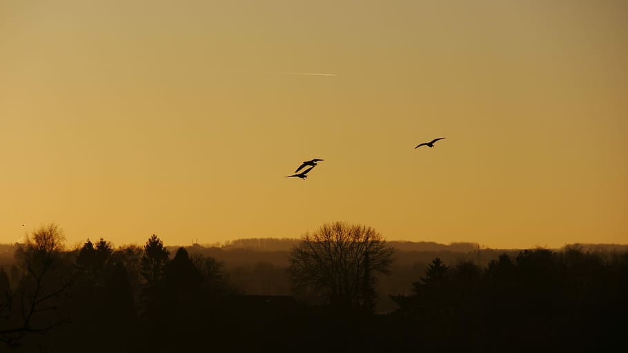 Birds, Evening, Sunset, Twilight, afterglow, atmospheric, silhouette HD wallpaper