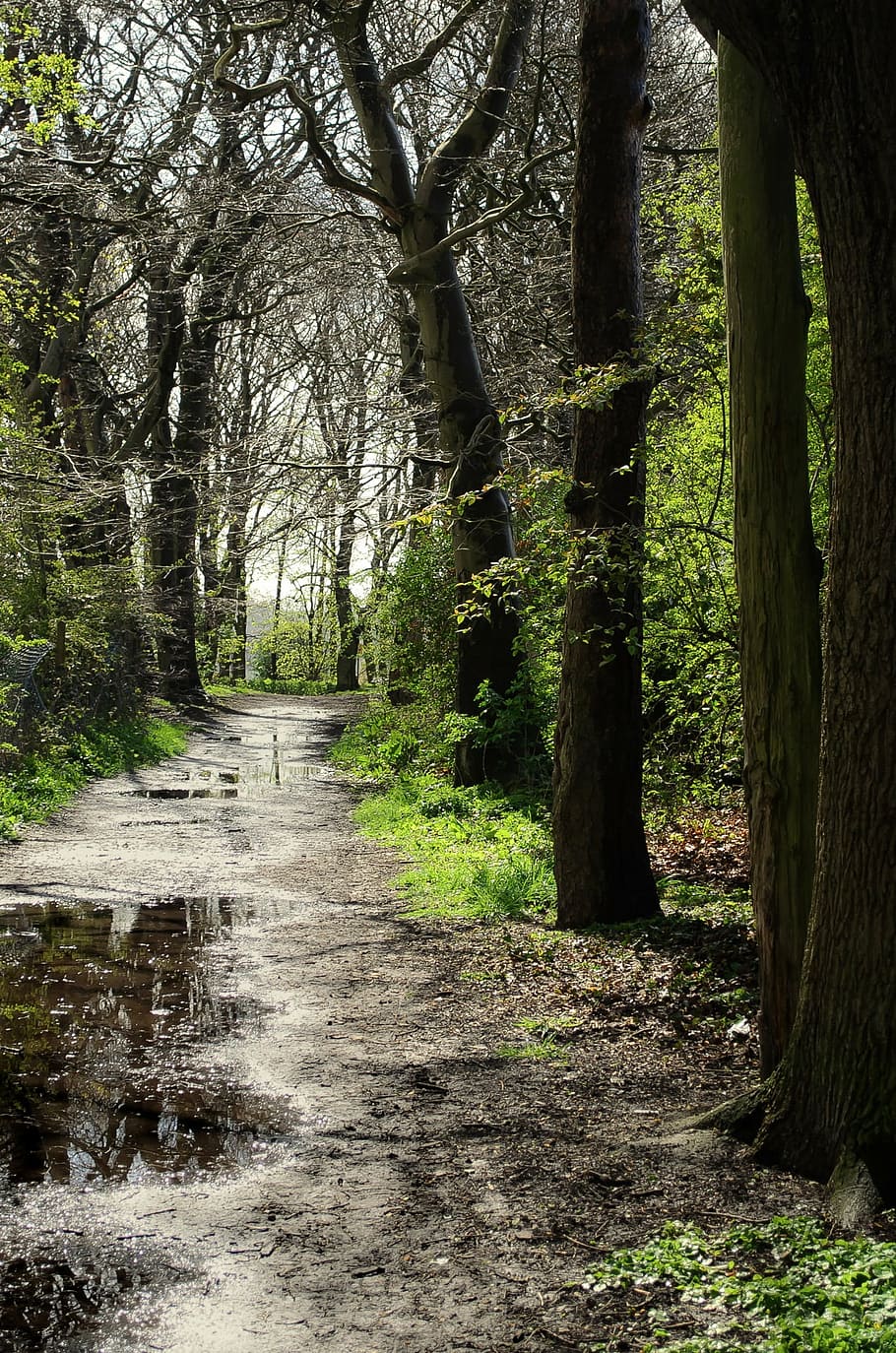 forest, rain, tree, trees, seasons, spring, nature, autumn HD wallpaper