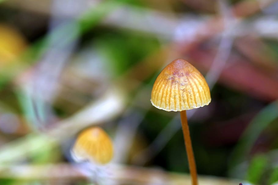Mushroom, Small, Autumn, mushrooms, tiny, litter, runko, forest HD wallpaper