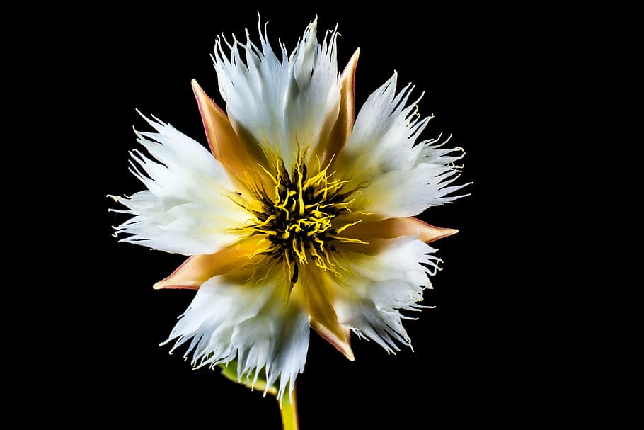 blossom, bloom, white, flowering twig, vulnerability, fragility HD wallpaper