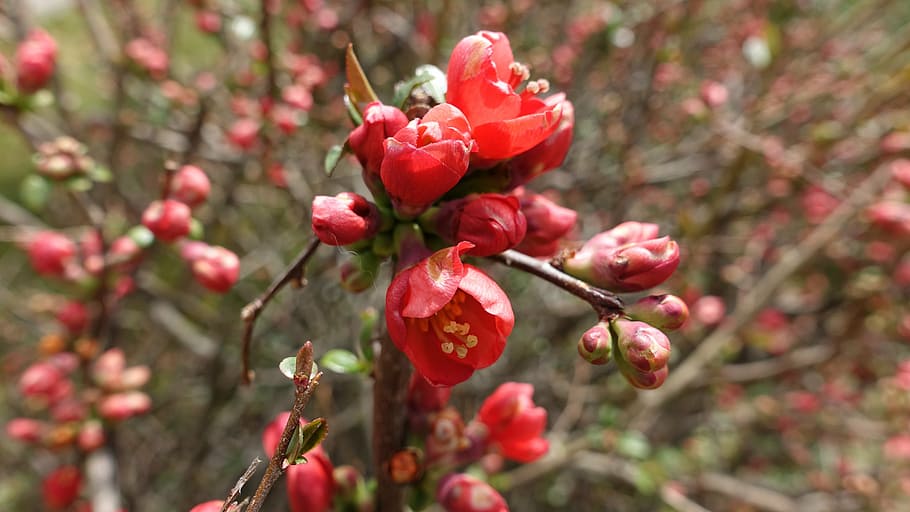 spring, summer, flower, nature, plant, bloom, garden, close HD wallpaper