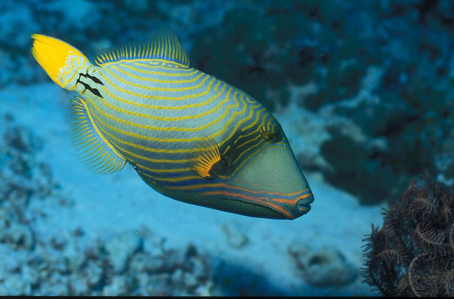 triggerfish, maldives, island, holiday, atoll, underwater, indian ocean, HD wallpaper