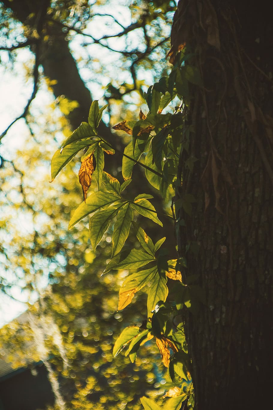 tree, leaf, wood, nature, branch, flora, outdoors, sun, color HD wallpaper