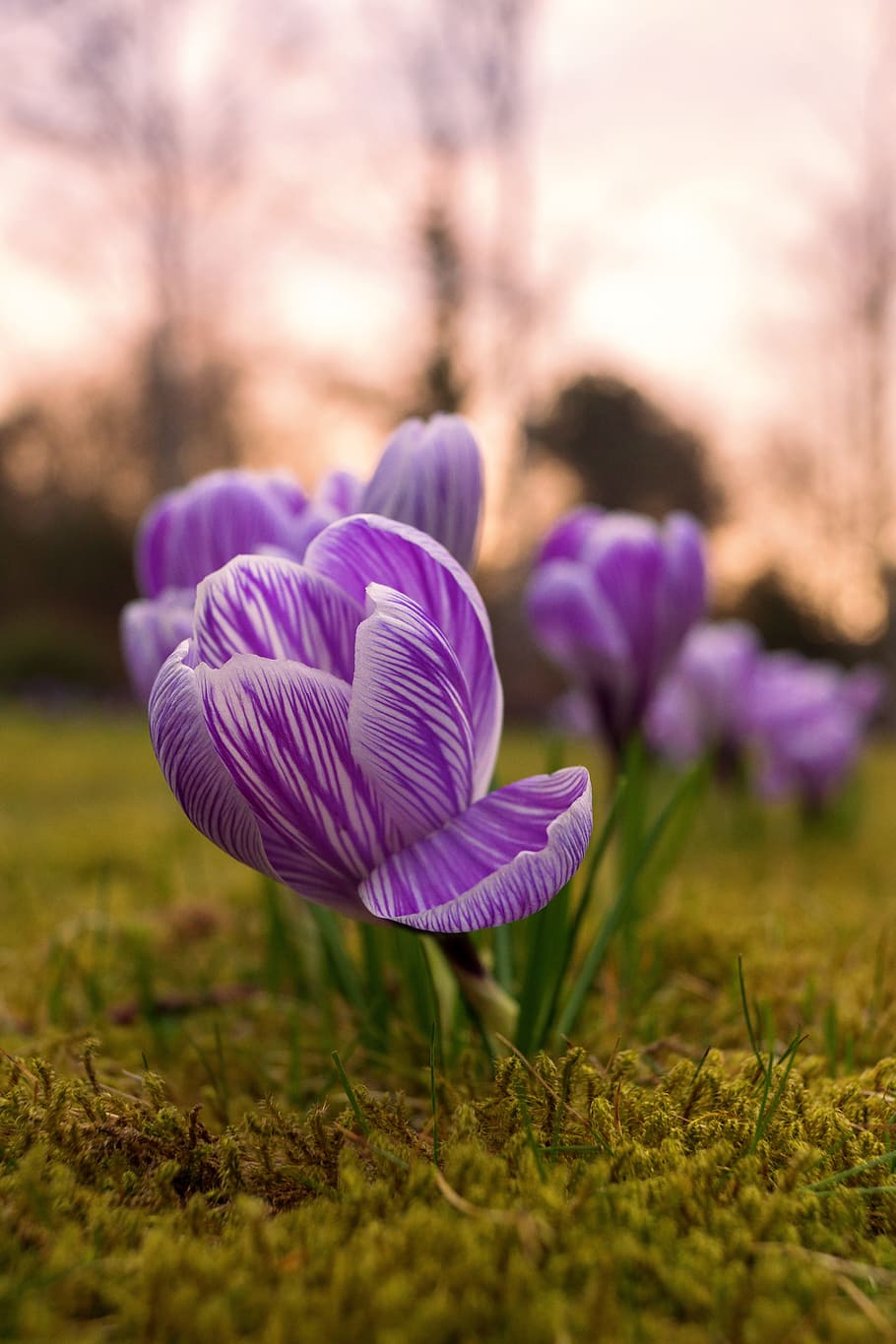 crocus, rush, spring, bühen, flower, color, beautiful, meadow HD wallpaper