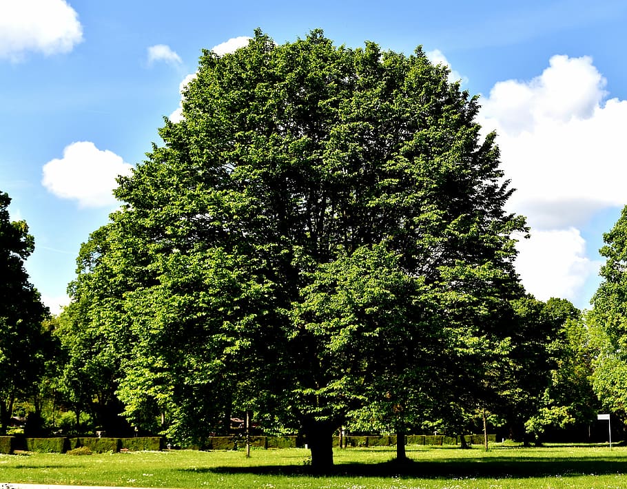 green leafed tree during daytime, nature, landscape, blue sky HD wallpaper