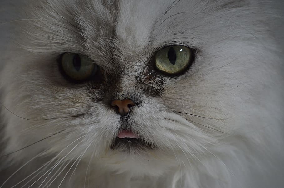 persians, portrait, cat, face, race, animal themes, one animal HD wallpaper