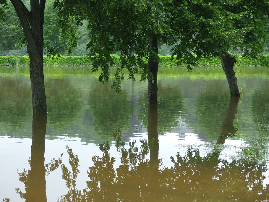 River, Floods, Trees, Reflections, water, nature, outdoors HD wallpaper
