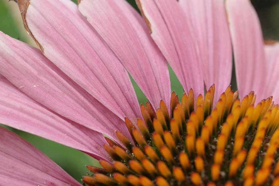 echinacea, flower, pink, macro, flowering plant, freshness HD wallpaper