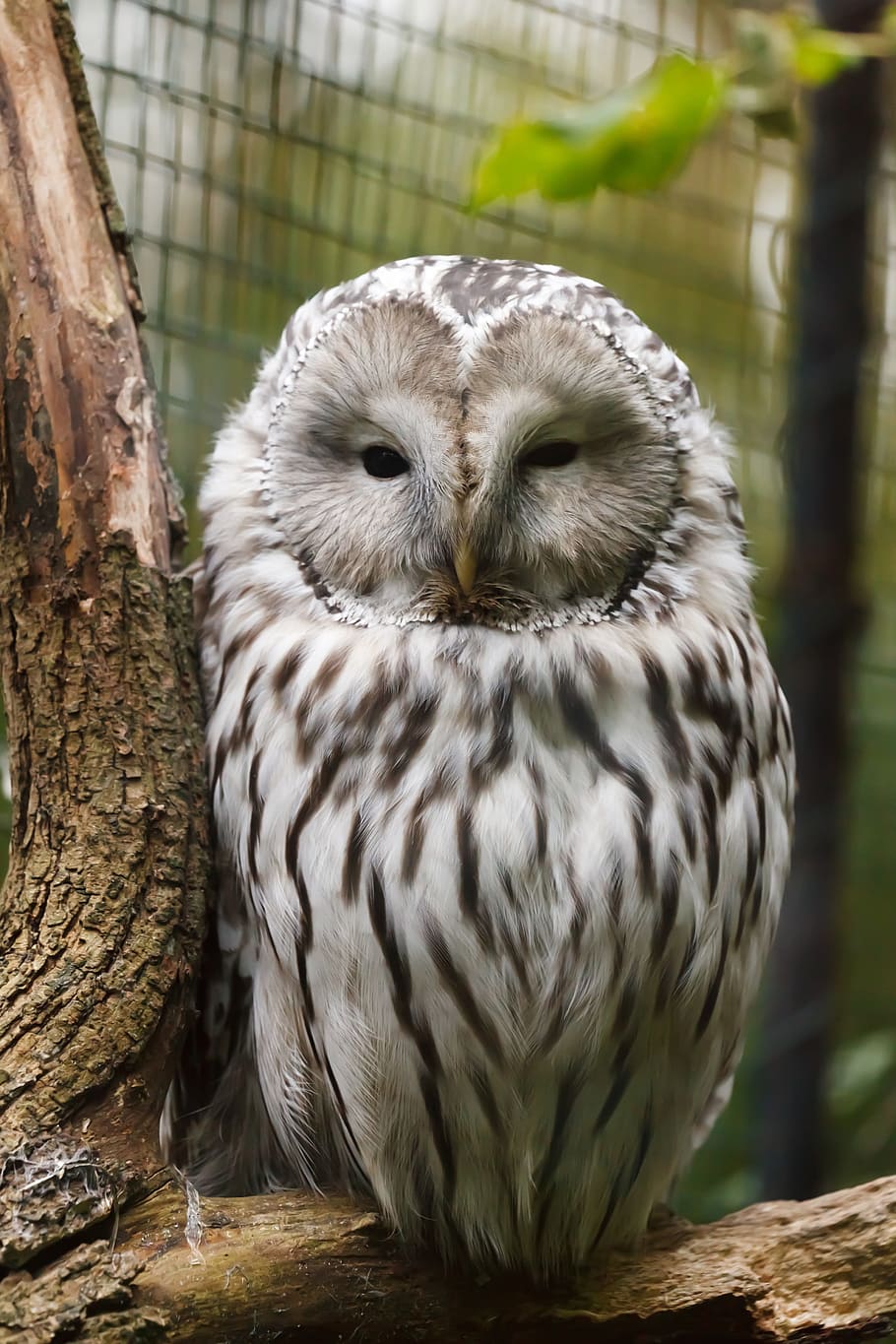 shallow focus of white and gray owl, white owl, tree, animal