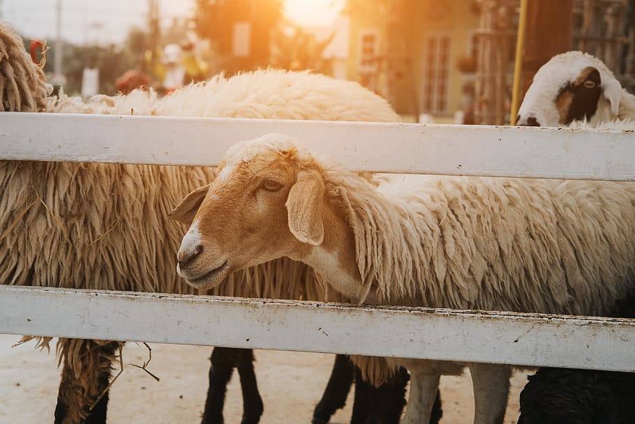 sheep, farm, group, flock, animal, lamb, agriculture, livestock HD wallpaper