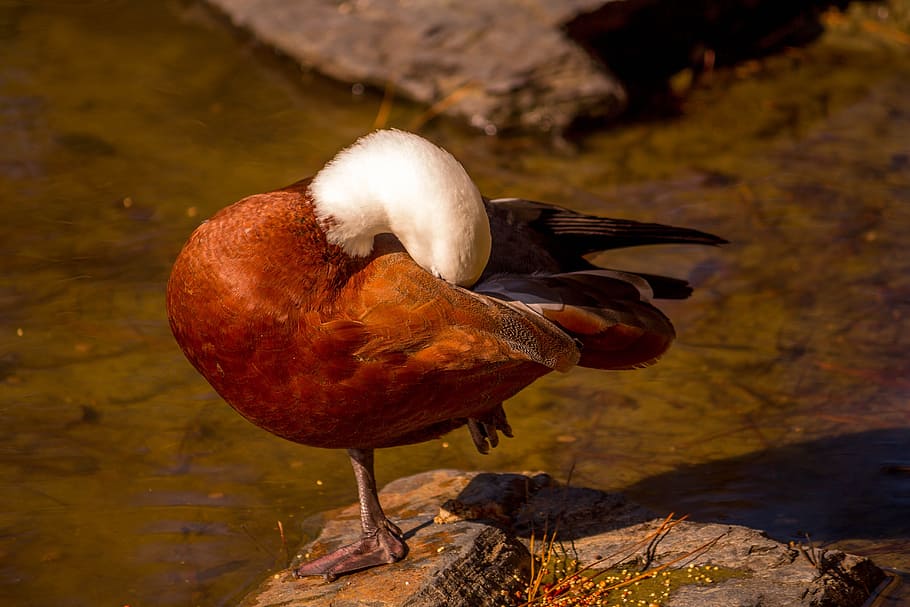 duck, late, sleeping, rock, natural, bird, animal themes, one animal HD wallpaper