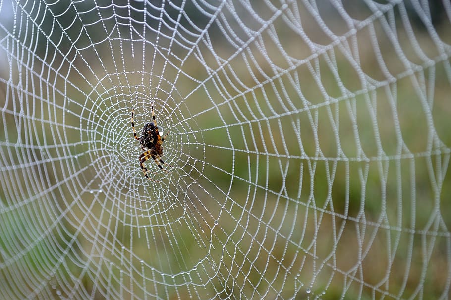 spider, spider web, autumn, rosa, drops, nature, animal themes HD wallpaper